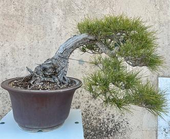 Bonsai pino nero giapponese