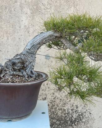 Bonsai pino nero giapponese