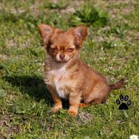 Cucciolo di chihuahua