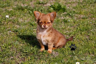 Cucciolo di chihuahua