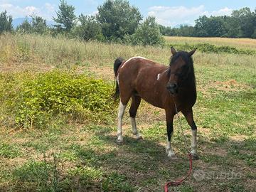 Super pony paint gravida