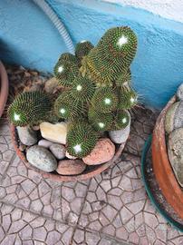 piante grasse 