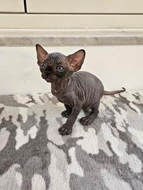 Canadian Sphynx