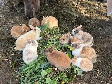 Conigli nani testa di leone
