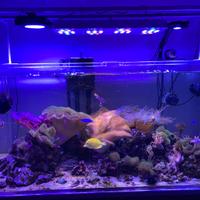 Controllo e pompe hydor koralia