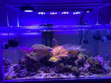 Controllo e pompe hydor koralia