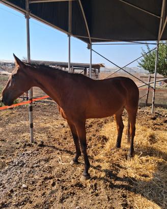 Cavalla con finimenti e calesse