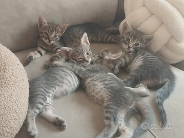 Gattini stupendi