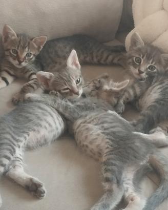 Gattini stupendi