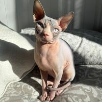 Vendita monta gatto Sphynx con pedigree