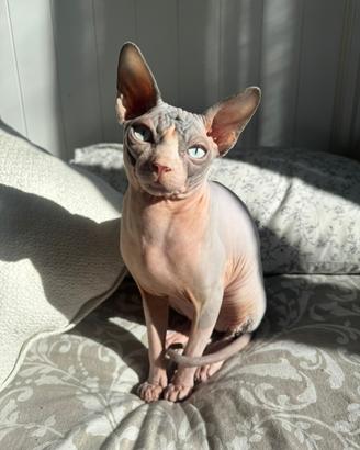 Vendita monta gatto Sphynx con pedigree
