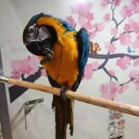 Cucciolo di pappagallo ara arauna