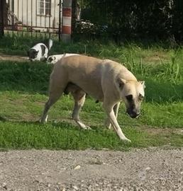 Appello per Nicky femmina