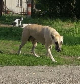 Appello per Nicky femmina