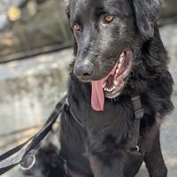 Ciao, io sono Baloo