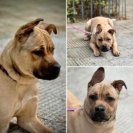 Rubia, cucciolona simil pit in adozione