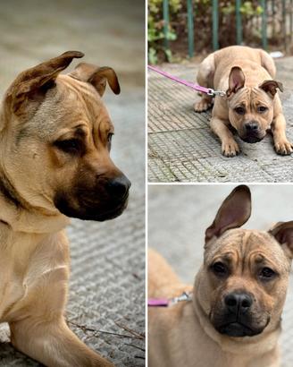 Rubia, cucciolona simil pit in adozione