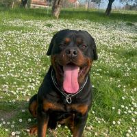 Rottwailer con pedigree