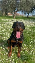 Rottwailer con pedigree