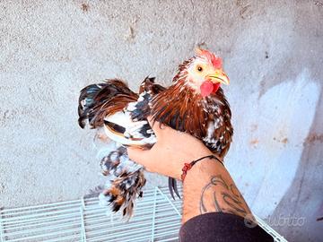 Gallo cocincina  nana