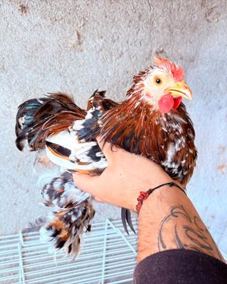 Gallo cocincina  nana