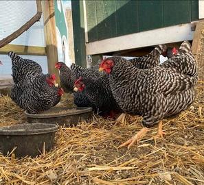 Barred rock ovaiole allevati a terra