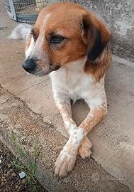 Cagnoline taglia media