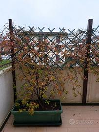 Due piante gelsomino foglia rossa