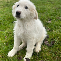 Cuccioli pastore maremmano