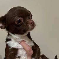 Chihuahua