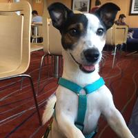 Jack Russel disponibile per monta
