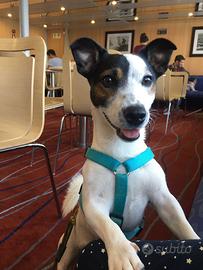 Jack Russel disponibile per monta