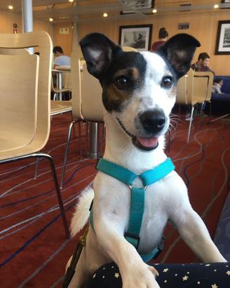 Jack Russel disponibile per monta