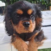 Femminuccia di Cavalier King pedigree Enci