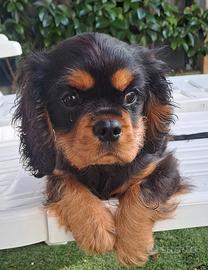 Femminuccia di Cavalier King pedigree Enci