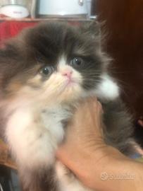 Cuccioli di Persiano