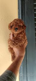 Cuccioli di barboncini toy