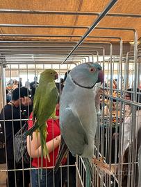 Coppie riproduttive di PARROCCHETTI