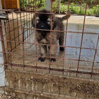 Cuccioli di pastore del caucaso