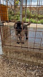 Cuccioli di pastore del caucaso