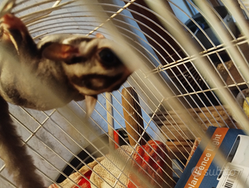 Petauro dello zucchero