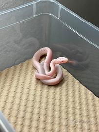 Serpente del grano