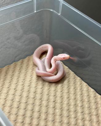 Serpente del grano