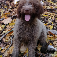 Lagotto da tartufo