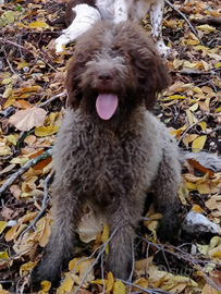 Lagotto da tartufo