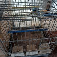 trasportino pappagalliera