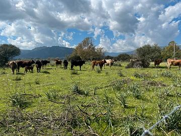 Vacche sarde migliorate