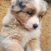 Australian Shepherd Pastore Australiano femmine