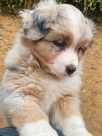 Australian Shepherd Pastore Australiano femmine