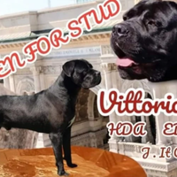 Disponibile per monte cane corso giovane campione